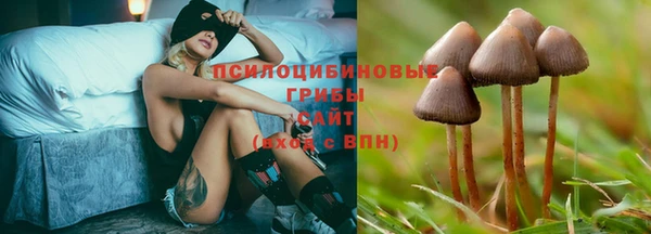шишки Абаза